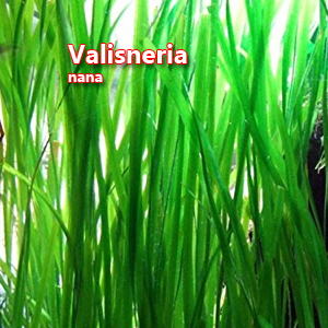 Valisneria nana